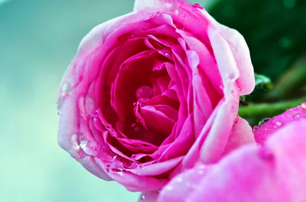 Elegante rosa getönte Rose Karte — Stockfoto