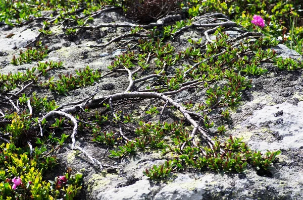 Rododendro en los Cárpatos — Foto de Stock