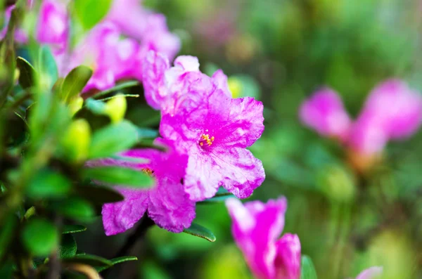 Rhododendron in den Karpaten — Stockfoto