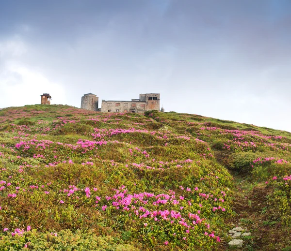 Flores mágicas de rododendro rosa en las montañas. Salida del sol de verano — Foto de Stock