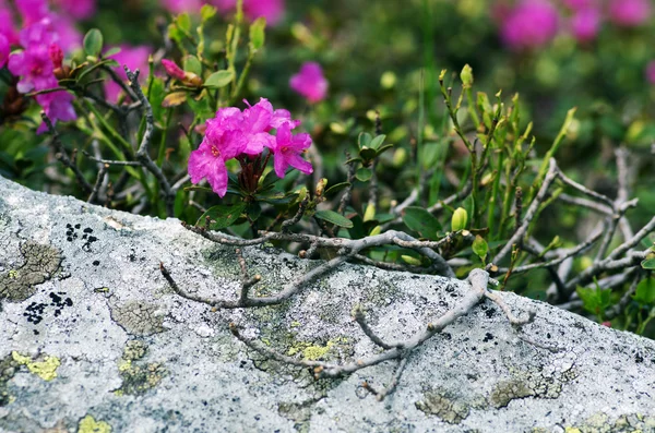 Rhododendron στο mount Καρπάθια. Κοντινό πλάνο. — Φωτογραφία Αρχείου