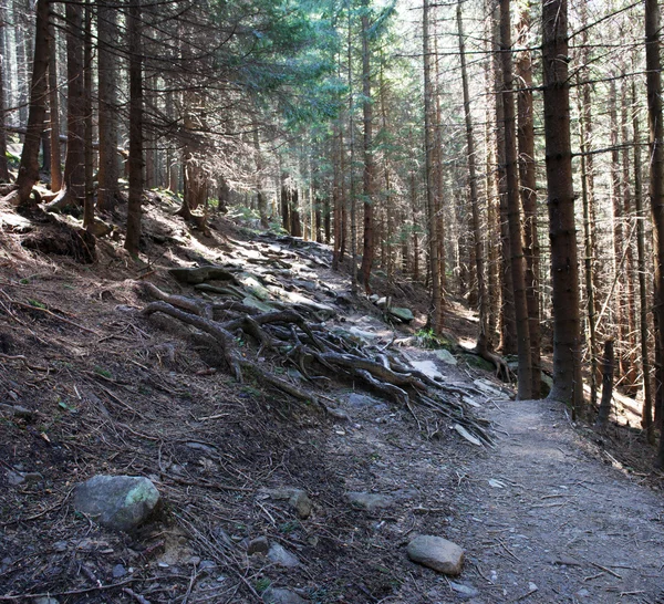 Nyári zöld hegyi erdő út — Stock Fotó