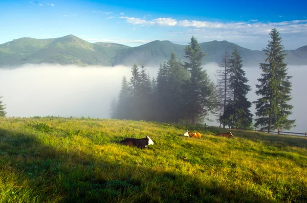 Beau paysage avec collines verdoyantes et troupeau de vaches — Photo