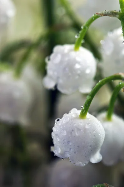 Close up of Lily of the valley Stock Photo