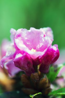 ormangülü Karpatlar Mount. Yakın çekim.