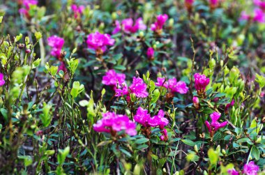 ormangülü Karpatlar Mount. Yakın çekim.