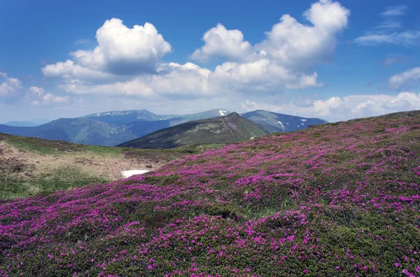 Fiori di rododendro rosa magico in montagna. Alba estiva — Foto Stock