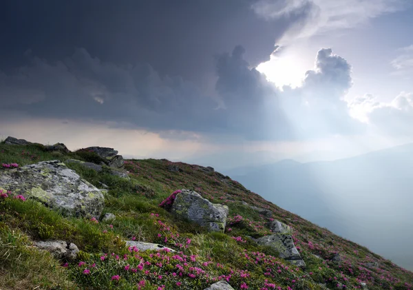 Kouzelný Růžový rododendron květiny v horách. letní slunce — Stock fotografie