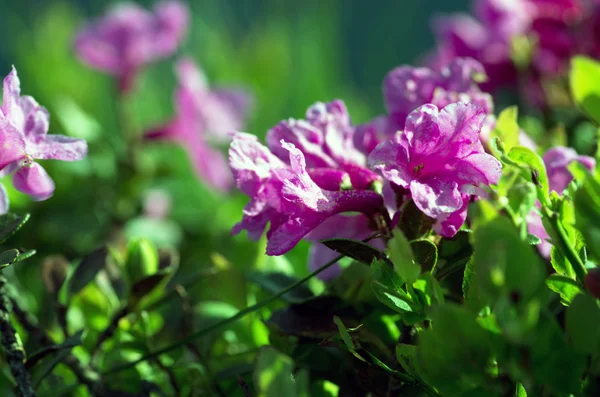 Rhododendron i Karpaterna berget. På nära håll. — Stockfoto