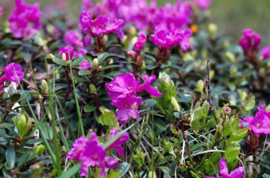 ormangülü Karpatlar Mount. Yakın çekim.