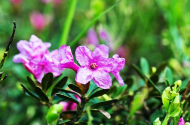 ormangülü Karpatlar Mount. Yakın çekim.