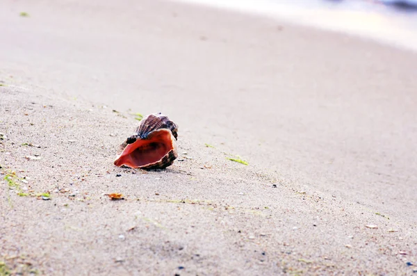 砂を背景にした貝殻は — ストック写真