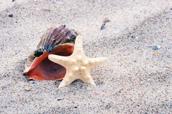 Muscheln mit Sand als Hintergrund — Stockfoto