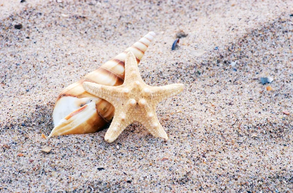 Muscheln mit Sand als Hintergrund — Stockfoto