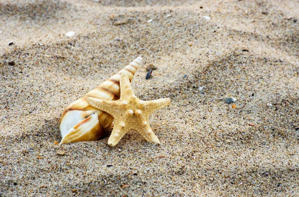 砂を背景にした貝殻は — ストック写真