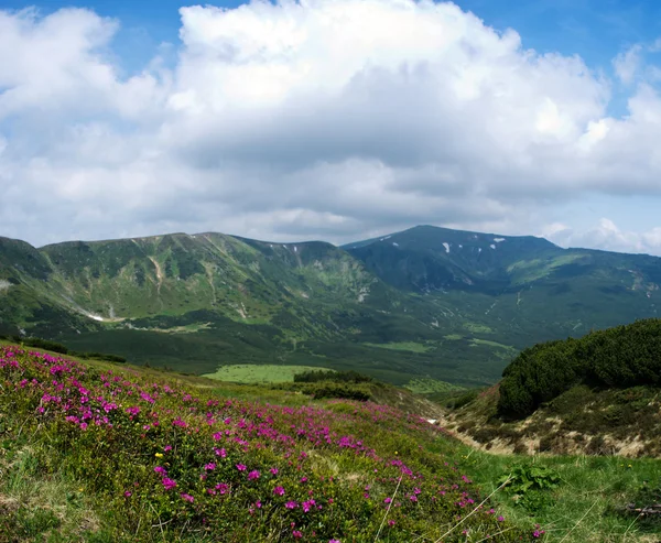 魔法のピンクのツツジの花山. — ストック写真