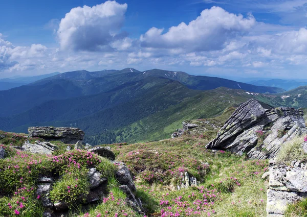 Fiori di rododendro rosa magico in montagna . — Foto Stock