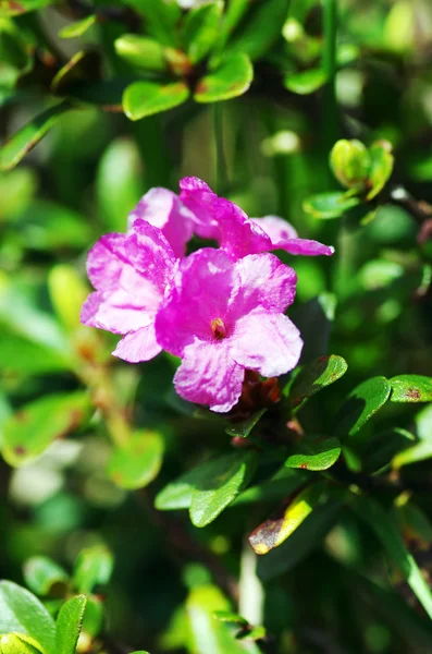 Rhododendron στο mount Καρπάθια. Κοντινό πλάνο. — Φωτογραφία Αρχείου