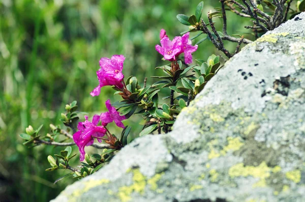 Rhododendron dans le mont des Carpates. Gros plan . — Photo