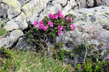 ormangülü Karpatlar Mount. Yakın çekim