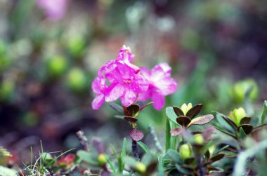 ormangülü Karpatlar Mount. Yakın çekim