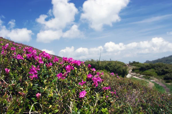 Rhododendron i Karpaterna berget. På nära håll — Stockfoto