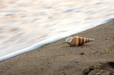 Arka planda kum olan deniz kabukları