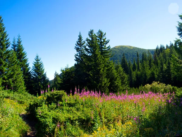 Fleurs et montagnes en arrière-plan — Photo