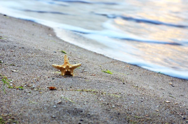 Estrella de mar con arena como fondo —  Fotos de Stock