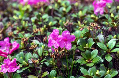 ormangülü Karpatlar Mount. Yakın çekim.