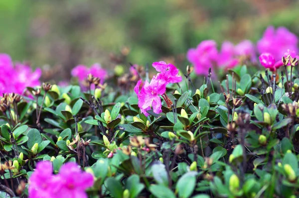 Rhododendron στο mount Καρπάθια. Κοντινό πλάνο. — Φωτογραφία Αρχείου