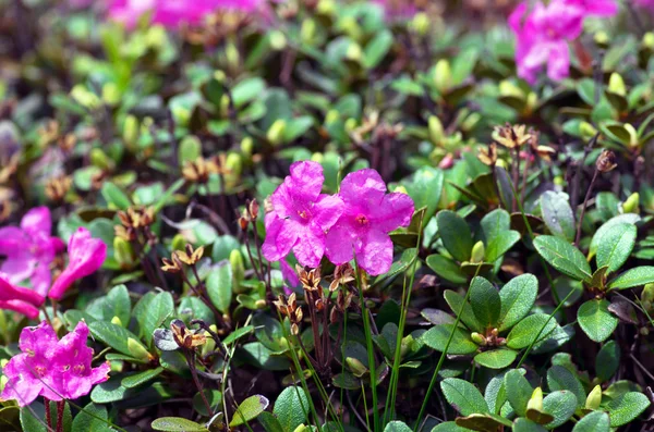 ormangülü Karpatlar Mount. Yakın çekim.