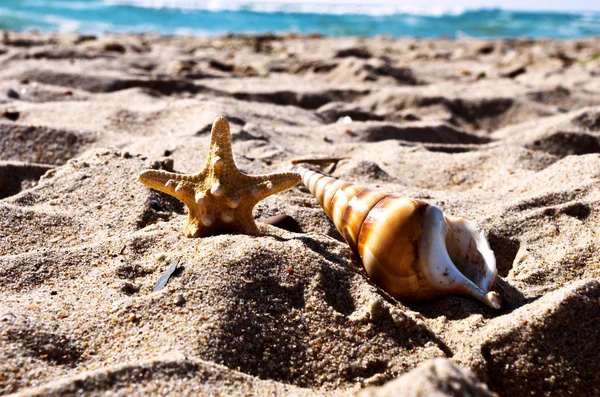 Muscheln mit Sand als Hintergrund — Stockfoto