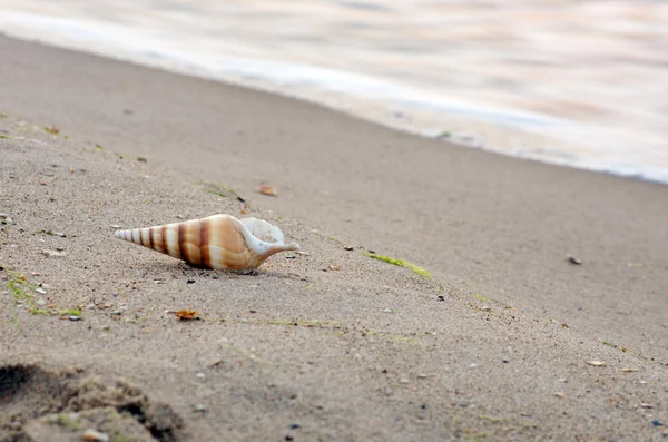 砂を背景にした貝殻は — ストック写真