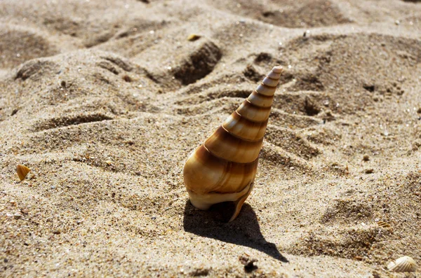 Muscheln mit Sand als Hintergrund — Stockfoto