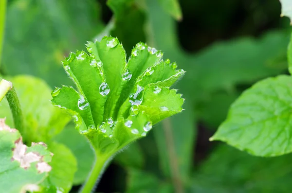 Droplets of dew on fresh green leaves — Stock Photo, Image