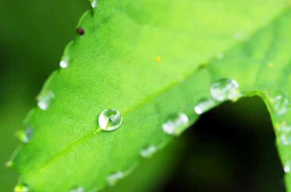 Краплі роси на свіжому зеленому листі — стокове фото