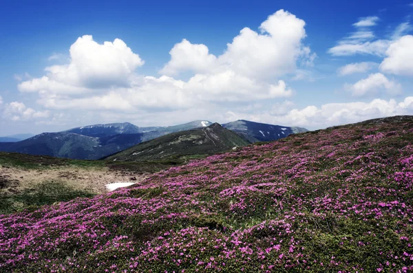 Este mountain fennsíkon fekvő szivárvány (Kárpáti, Ukra — Stock Fotó