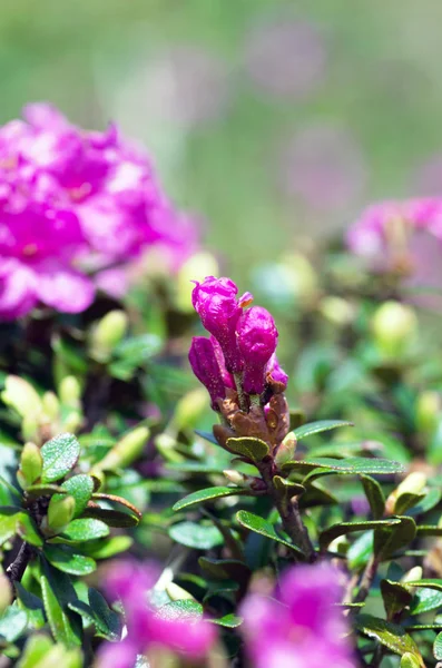 Rhododendron στο mount Καρπάθια. Κοντινό πλάνο — Φωτογραφία Αρχείου