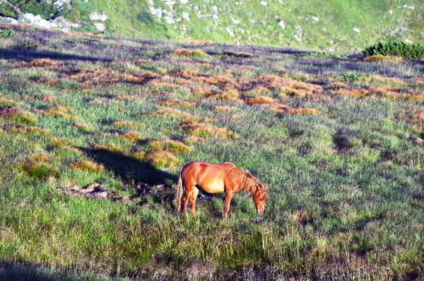 Cavalo no pasto da montanha com montanhas no fundo — Fotografia de Stock