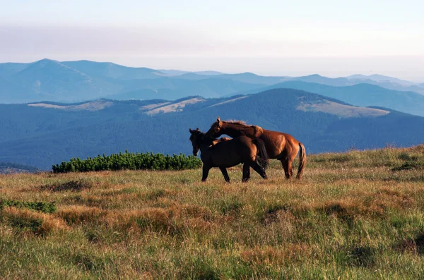 背景の山と山の牧草地の馬 ロイヤリティフリーのストック写真