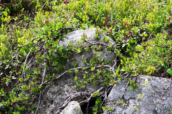 Rododendro en el monte Cárpatos. De cerca. — Foto de Stock