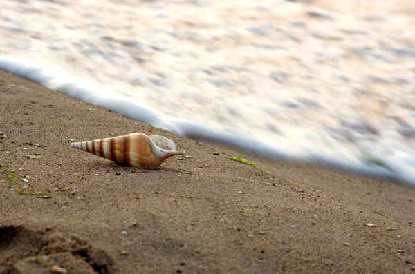 以沙子为背景的海贝壳 — 图库照片