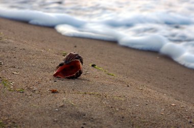 Arka planda kum olan deniz kabukları