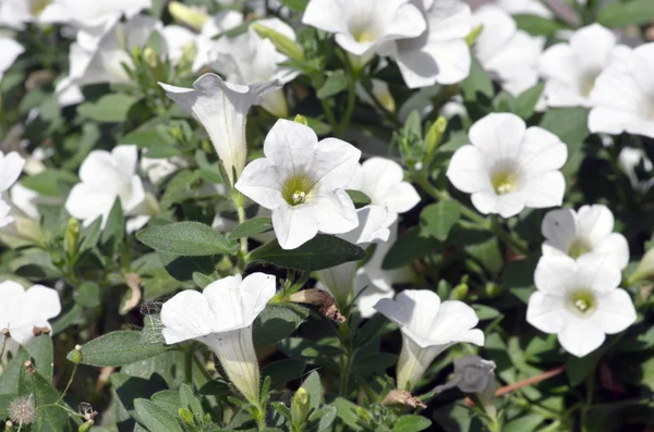 Close-up flowers of white petunias — Stock Photo, Image