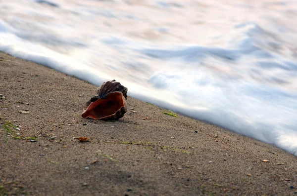 砂を背景にした貝殻は — ストック写真