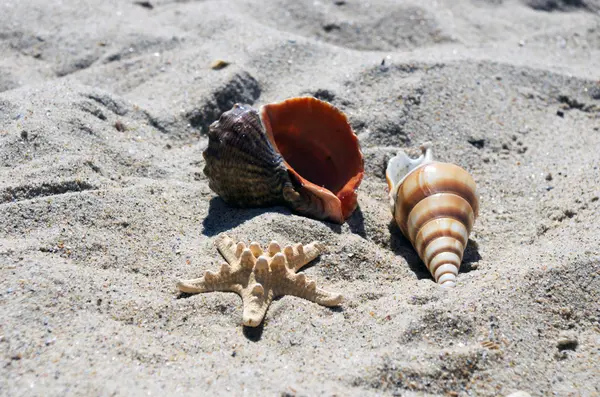 Conchas do mar com areia como fundo — Fotografia de Stock