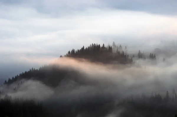 Verbazingwekkend berglandschap met dichte mist. Karpaten — Stockfoto