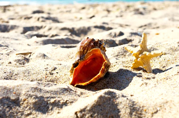 Conchiglie di mare con sabbia come sfondo — Foto Stock