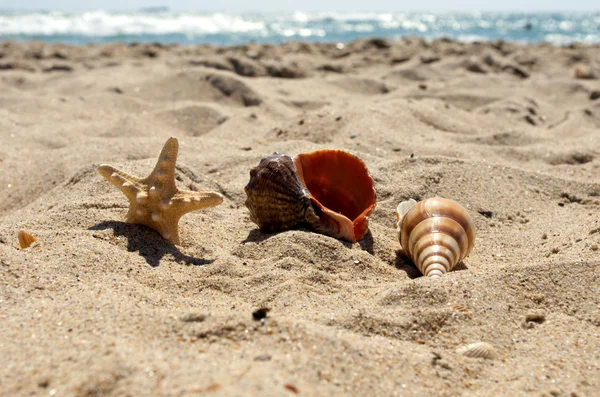 Conchas do mar com areia como fundo — Fotografia de Stock